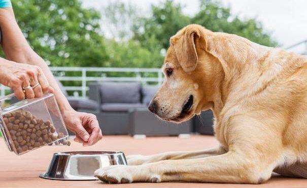 你以为给狗狗吃这几种食物，是为了狗狗好？殊不知危害却很大！
