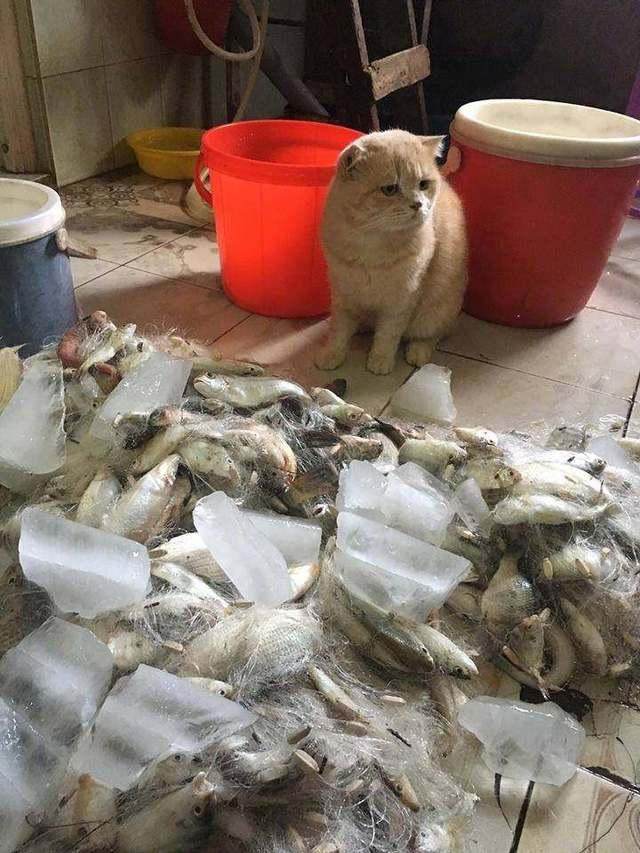 猫咪随主人出海捕鱼，回家后又看到一堆鱼，它的表情让众人笑喷！