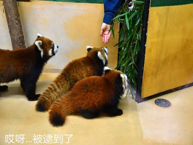 小熊猫偷吃被发现，围殴犯错伙伴撒气，饲养员无奈拿出苹果劝架！