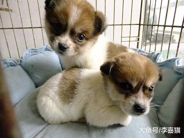 铲屎官不可盲目为爱犬洗澡，这五种情况下，洗浴将危害狗狗健康