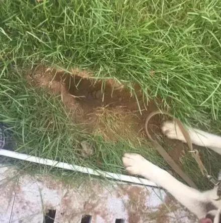 帮朋友照看哈士奇，房子差点变毛坯房，接下来怕是朋友没的做了