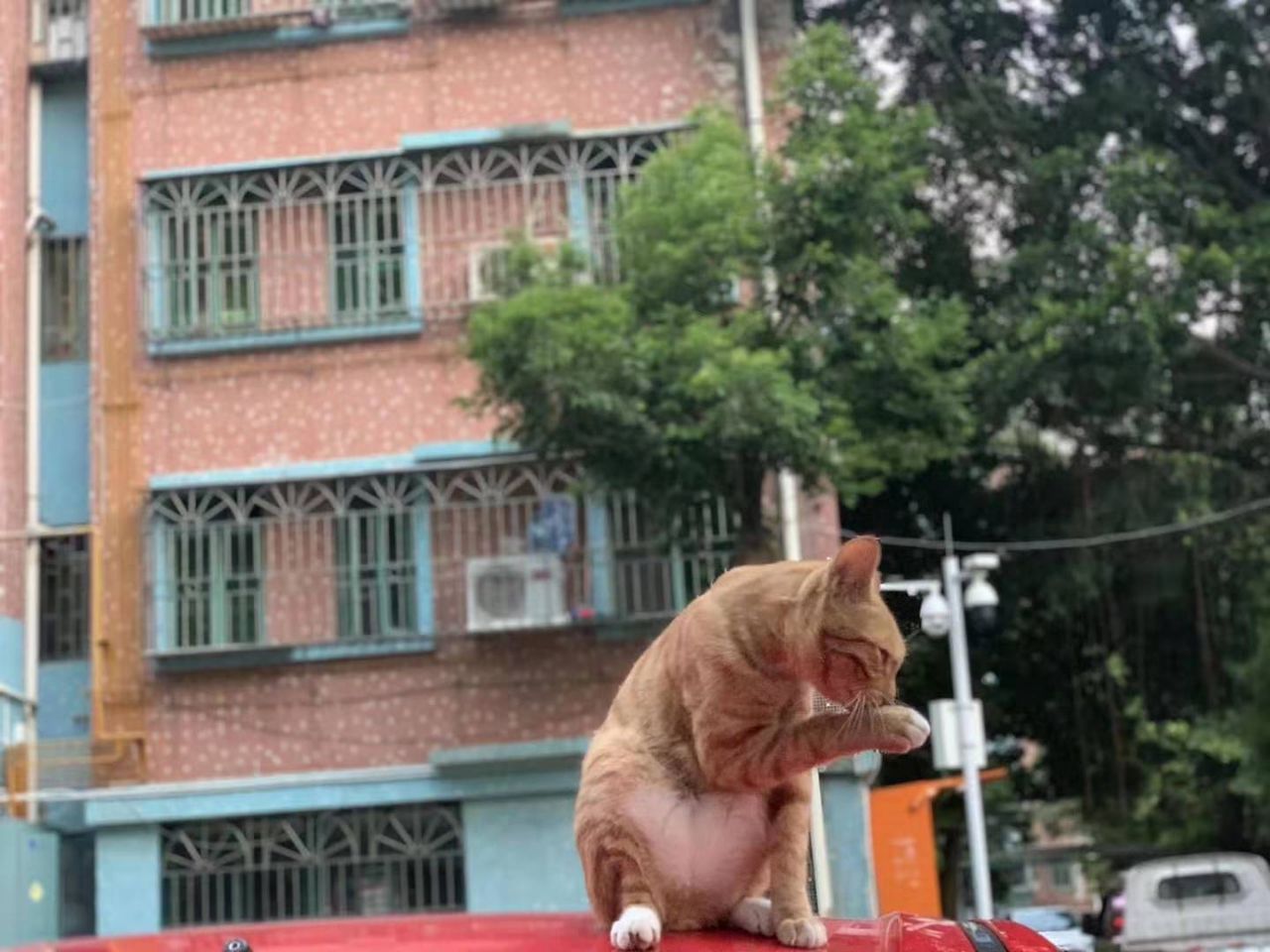 下班回家一只猫赖在车顶不走，猫离开后，才发现是它救了我
