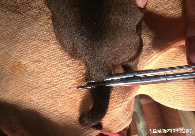 给狗狗断尾巴的5大原因, 你知道吗?