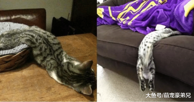 来朋友家玩，总感觉这“灯”有些不对劲，看清后“猫灯”