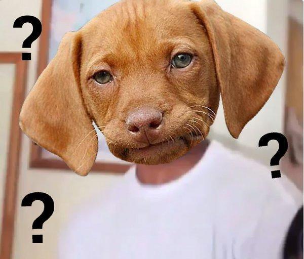 为什么狗狗不听你话？沟通出了问题，难怪狗狗把你的话当成耳边风