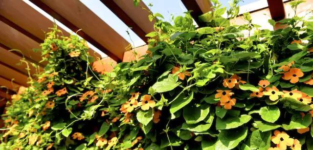 让你的阳台、院子种满这10种花吧！