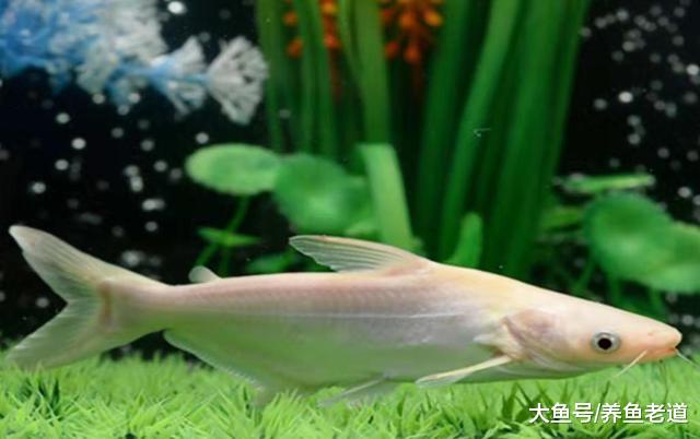这些白化、黄化的观赏鱼，很多都是超级可爱，有的价格也很可爱