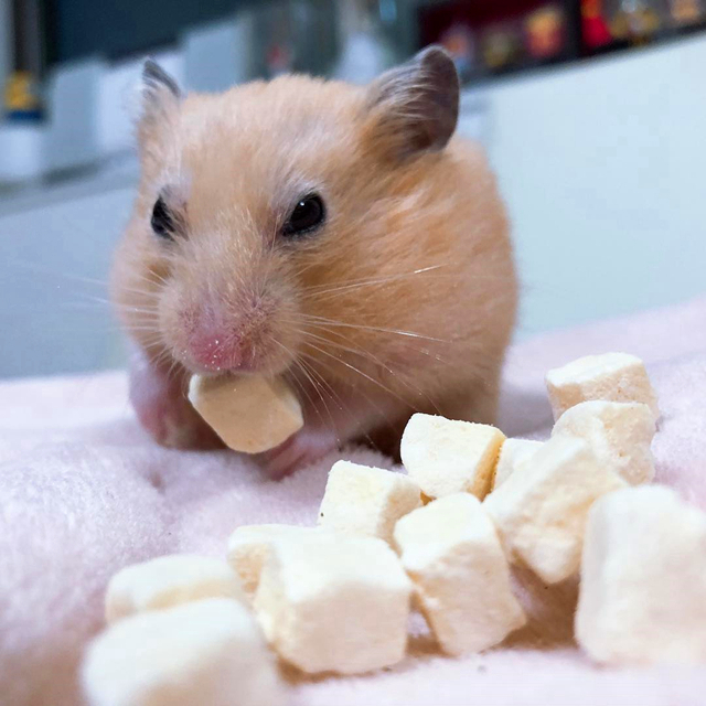 仓鼠被钓，乐坏无知饲主，而鼠鼠则在一旁伤心