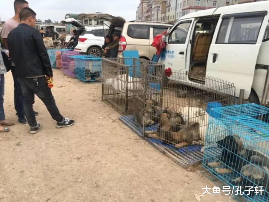 外国纯种杜高犬滞销，大多数集中在商贩手中，一般人根本养不起