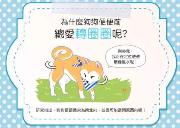 奇葩儀式，狗狗在便便前為什么總喜歡轉圈圈？