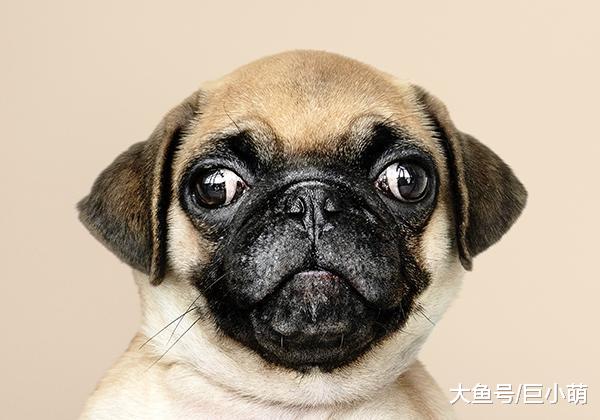 哈巴狗虽然很可爱，但这种狗狗却容易得病，特别是这5种情况