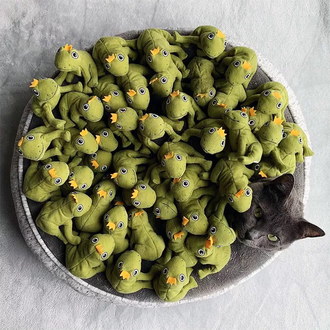 这只蓝猫说，我是整条街（gāi）最惨的崽！