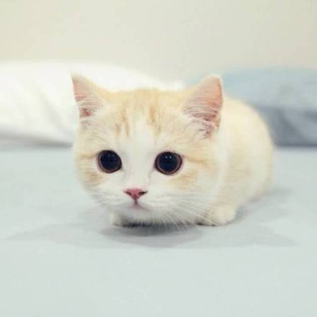提防猫抓病! 茶农爷爷因为没及时处理伤口, 导致住院治疗!