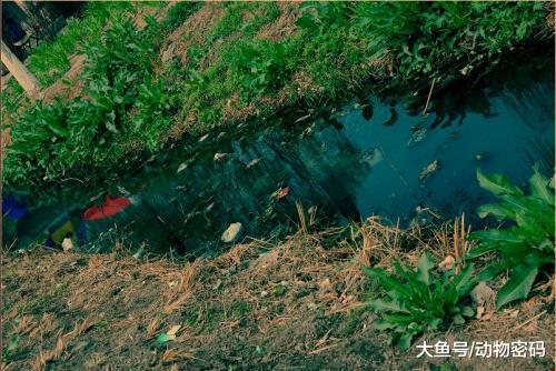 臭水沟一到半夜就发出怪响，大胆村民将水抽干，意外发现怪鱼
