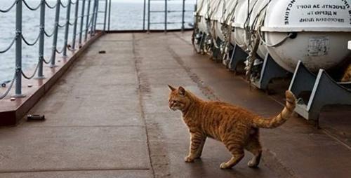 航母上老鼠泛滥怎么办？美军养猫、用高科技，中国办法最高明