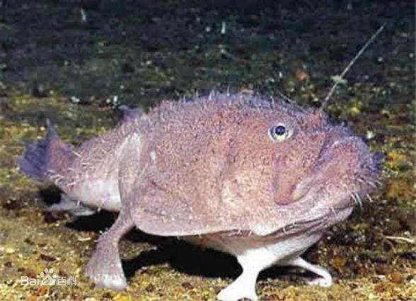 動物世界：海洋中的奇葩，奇異的海洋生物