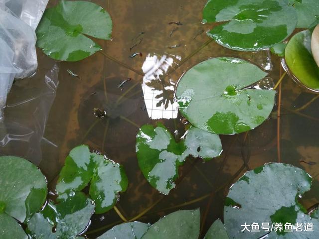 盛夏季节孔雀鱼苗想要长得快，我们只需要一个小水缸