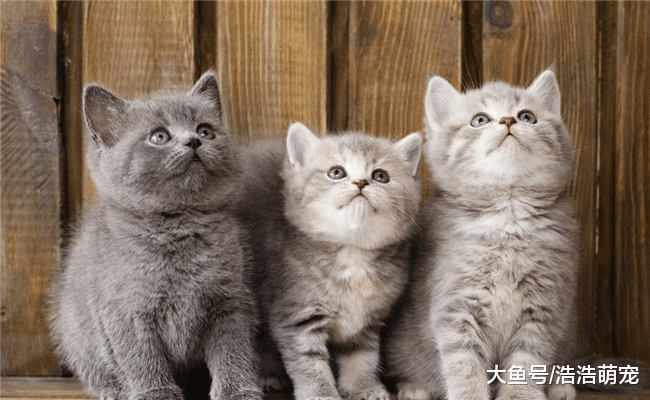 ?越小的猫咪越好养? 并不是, 原因有5个, 有的比大猫还难养