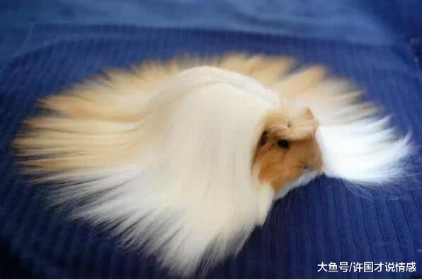 大自然中的神奇动物，天生自带表情包，娃娃鱼在它面前甘拜下风！