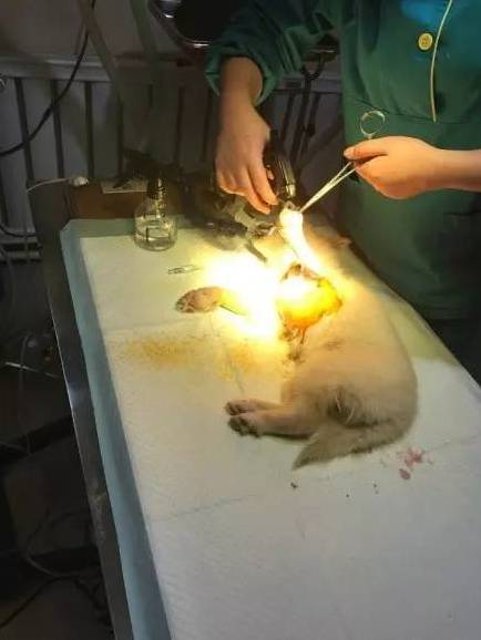 在给狗子取名这件事上，每个主人都是天才...