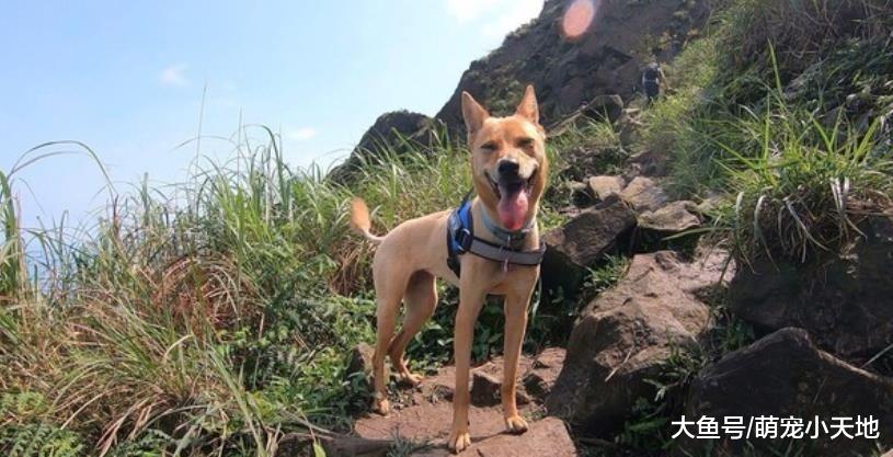 爬山不用自己走！10kg米克斯爽坐包包露亲生笑脸让主人傻眼