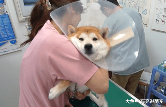 带柴犬去打疫苗，三名医生才能完成，宠主却在一边看着