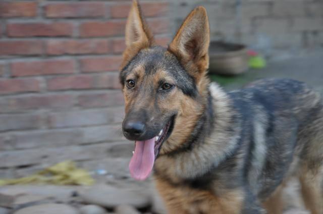 老狼狗每天早上7点出门，8点回家，主人好奇跟出去结果泪流满面