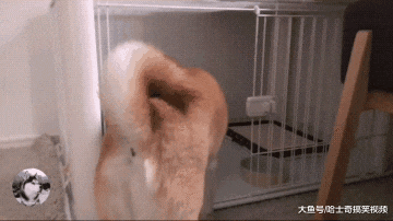 女主人带男票回家，柴犬非要让他睡自己窝，狗：睡这儿暖和