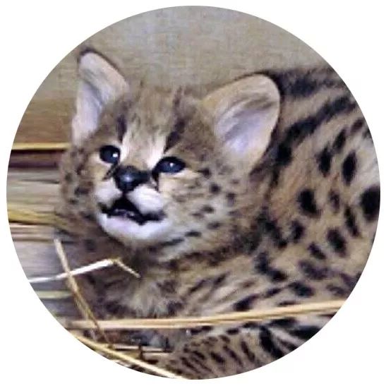 明明是我猫生的崽！怎么长得像隔壁老王的娃？