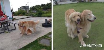 主人晒双头金毛，新犬种双头狗，但这拍照姿势有点少儿不宜啊