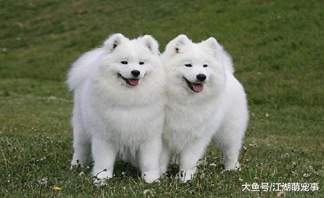 如果第一次养狗，一定以后注意这几个问题