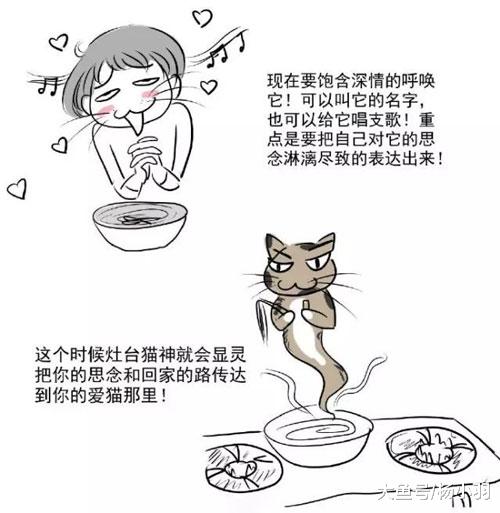 养流浪猫千日终于派上用场，网友通过“猫脉”找回走失2天的猫