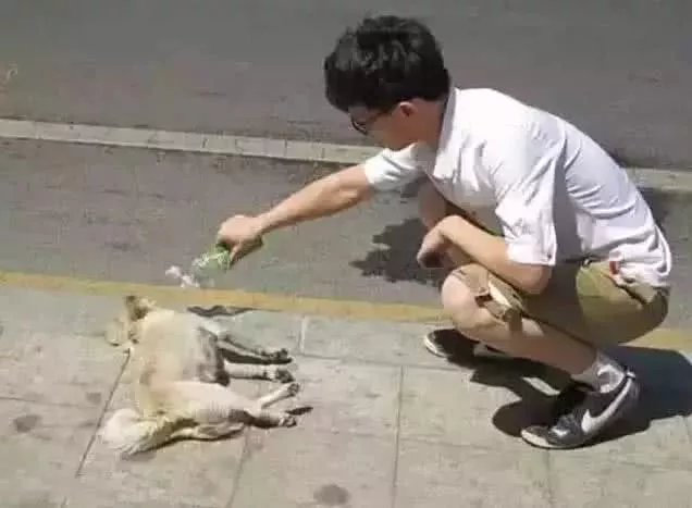 如果夏天你遇到了流浪狗，请帮帮它，给流浪动物一个活下去的机会