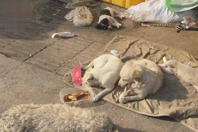 流浪汉穷得饭都吃不起，却得到了最不离不弃的爱！