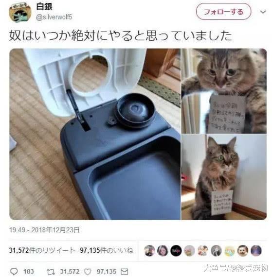 日本猫咪犯了错, 铲屎官通常这样惩罚它们, 猫: 我不要面子啊!