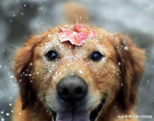 低温季节, 切记“5件事”不要对狗狗做, 以免害了它!