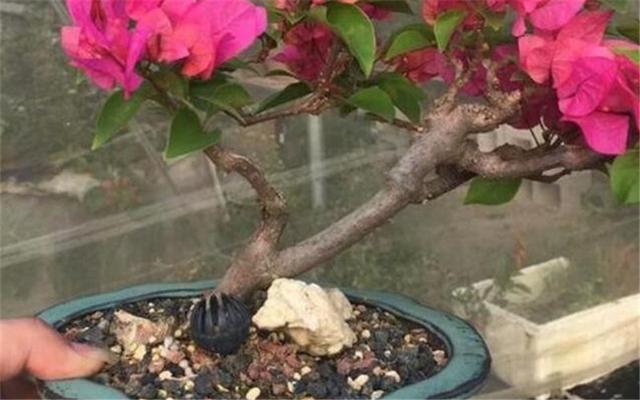 对于产量不佳的果树，进行环割工作，详细解说环割步骤