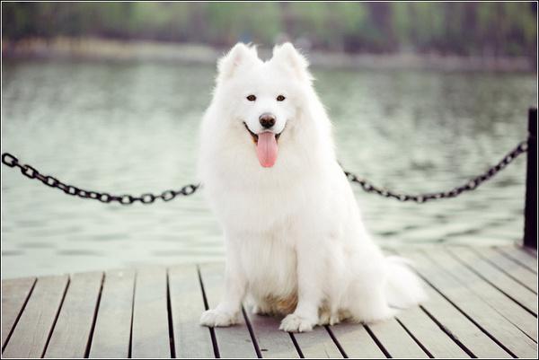 地球上10大最常见的狗狗品种，哈士奇和金毛领衔，你喜欢哪种？