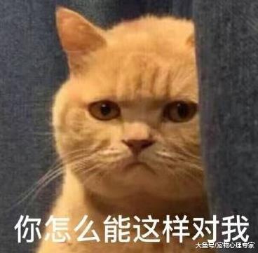 水泥地上只剩猫头，以为有人在虐猫，走近一看表情复杂