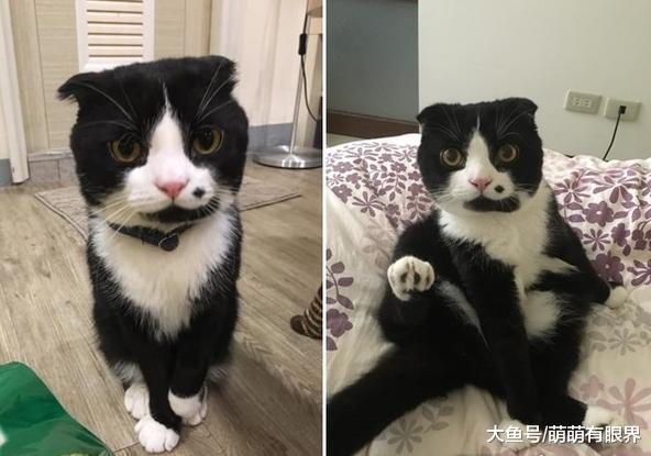 朋友说养了只长相别致的猫咪，本来不信，直到猫转过头……