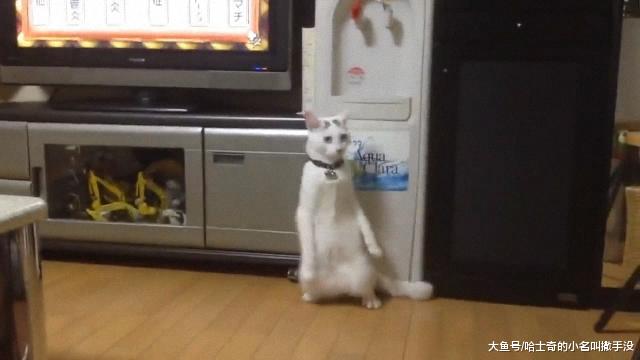 有没有哪一个瞬间你觉得你家的猫咪成精了？快变成人了？