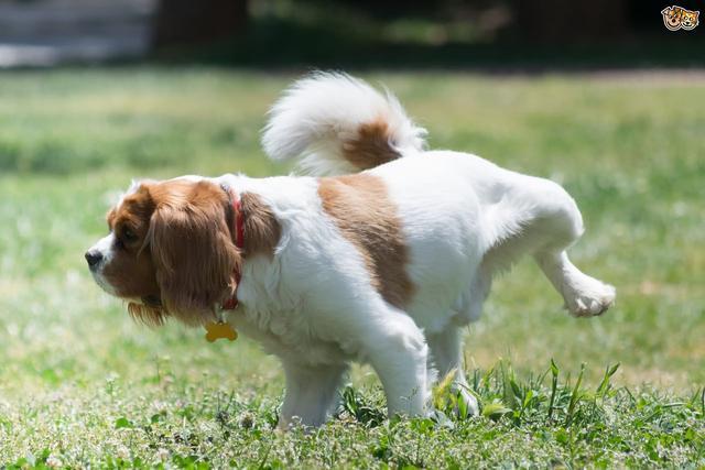 狗狗有这些恶习，小心膀胱结石！严重或使膀胱破裂，甚至危及生命