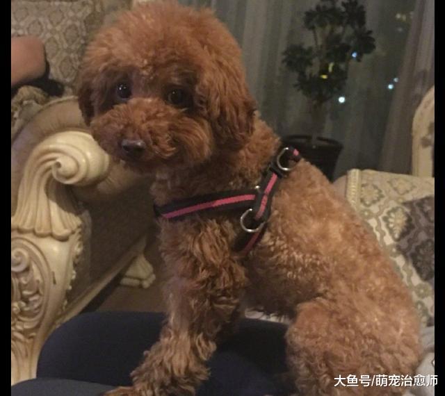 爸爸心情好把狗狗放在腿上，它保持這姿勢都沒敢動，眼神好可愛！