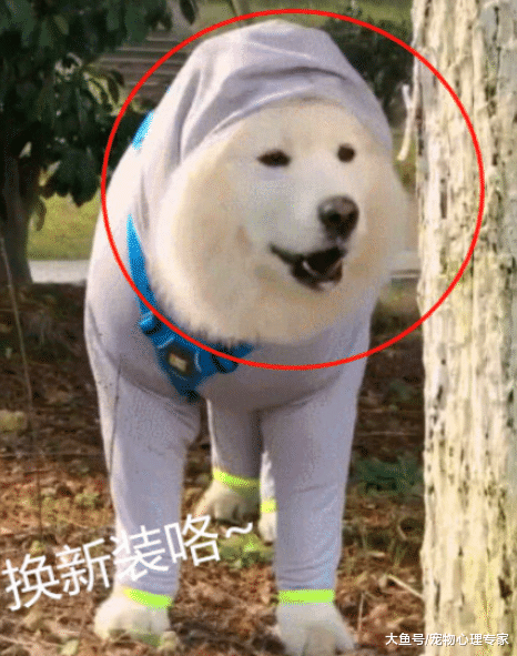 薩摩耶穿新裝，路人被逗笑，主人窮得只買得起秋衣秋褲？