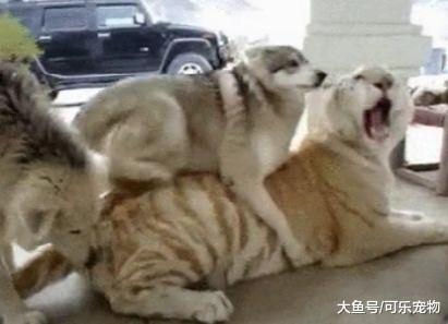 哈士奇和老虎从小一起长大，二哈把老虎收为小弟，还把老虎带跑偏