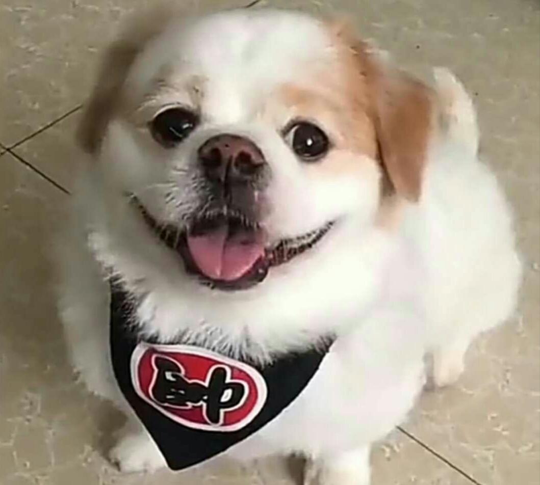 不同品种的宠物狗, 笑起来就是不一样, 第二只笑起来很有魔性, 最后一只你确定是在笑?