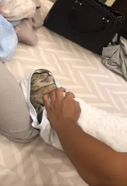 女主快生了，老公为了学习如何包裹小宝宝，拿猫来练习，笑惨！