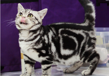 美国短毛猫长什么样? 好养吗？