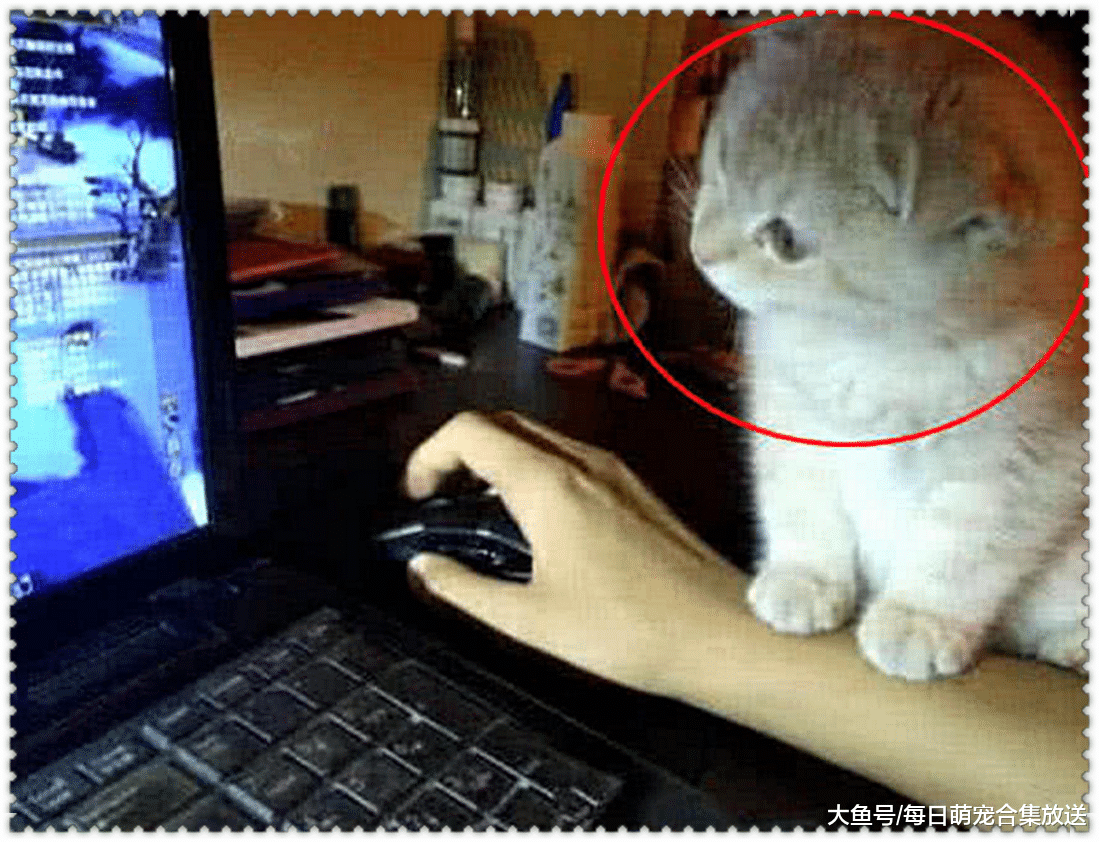 男子沉迷于游戏，把小奶猫冷落在一旁，随后的画面瞬间萌翻了