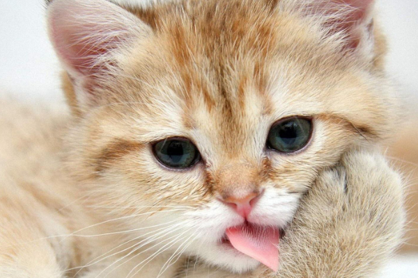 你家的猫咪受过伤么，你知道猫咪受伤的时候怎么接近它们呢，进来看看把